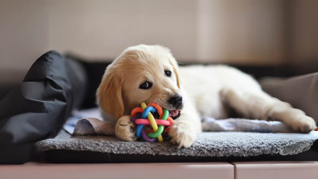Dog Mats That Keep Floors Clean and Pets Happy